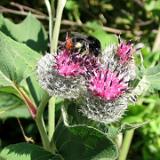 0507F 29 vor Borchen